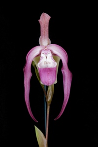 Phragmipedium Frank Smith Gayle AM/AOS 85 pts.